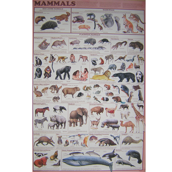 Feenixx-Poster \"Mammals\"